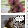 Kittys